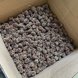 4.5 lbs Natural Mini Pine Cones Craft Natural Tiny Forest DIY Holiday Decorating